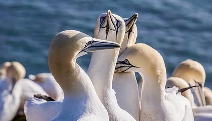 开云体育官网-“欧联杯先生” 埃梅里5进决赛4夺冠 并不止于此!