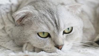 开云体育官网-“欧联杯先生” 埃梅里5进决赛4夺冠 并不止于此!